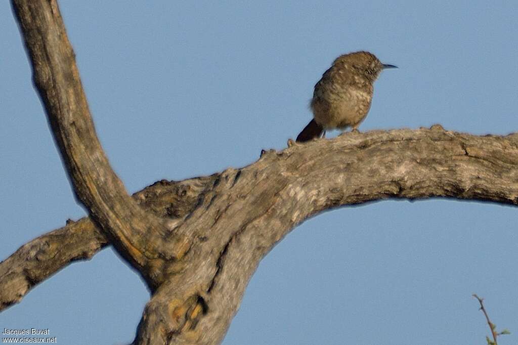 Barred Wren-Warbleradult