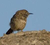 Barred Wren-Warbler