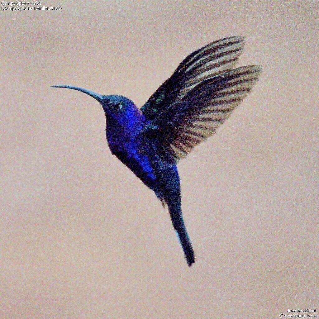 Violet Sabrewing male adult breeding, aspect, pigmentation, Flight