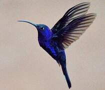 Violet Sabrewing