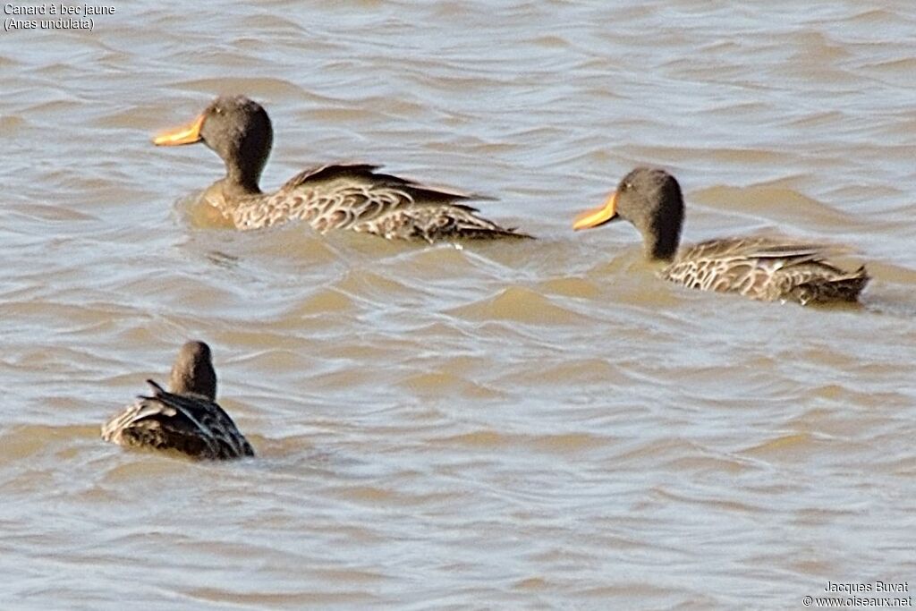 Yellow-billed Duckadult