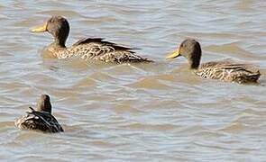 Yellow-billed Duck