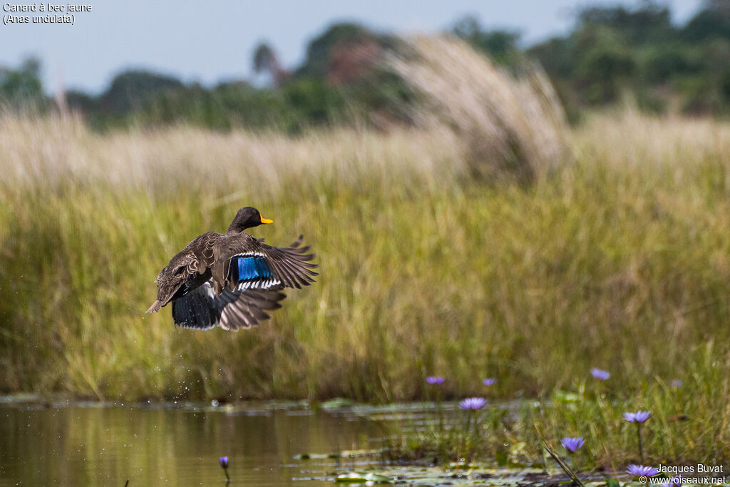 Yellow-billed Duck