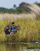 Yellow-billed Duck