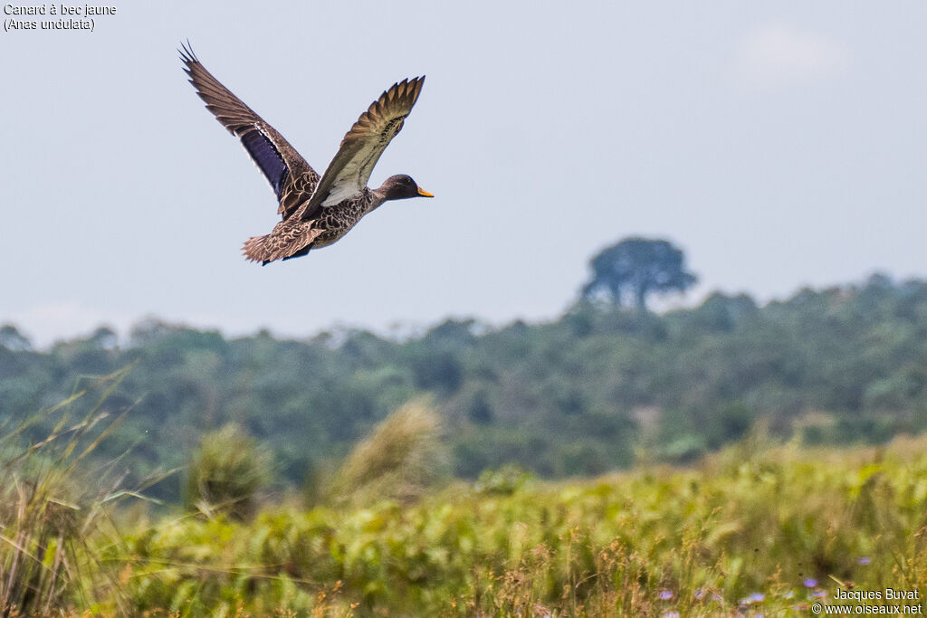 Yellow-billed Duck