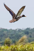 Yellow-billed Duck