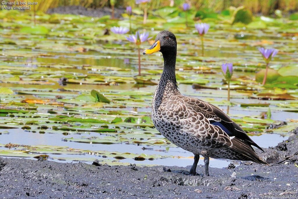 Canard à bec jauneadulte