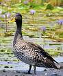 Canard à bec jaune