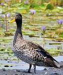 Canard à bec jaune