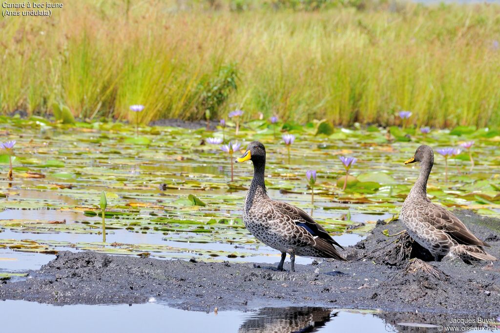 Yellow-billed Duckadult