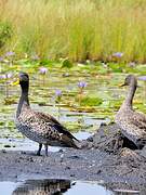 Yellow-billed Duck