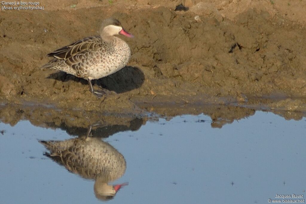 Red-billed Tealadult, identification