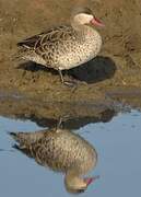 Red-billed Teal