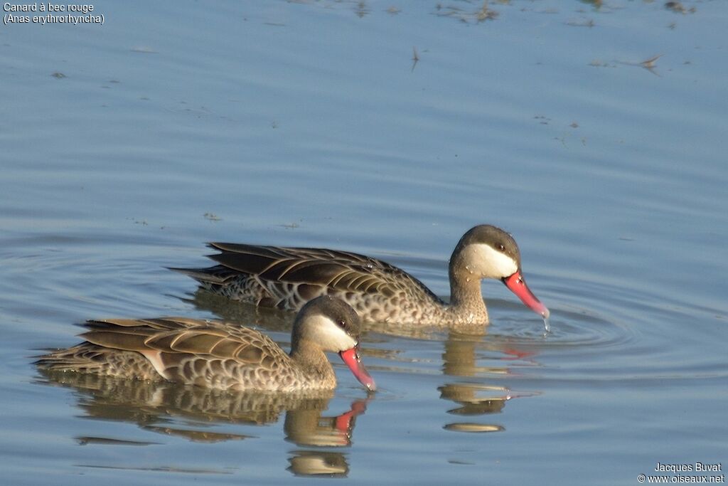 Canard à bec rougeadulte