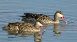 Canard à bec rouge