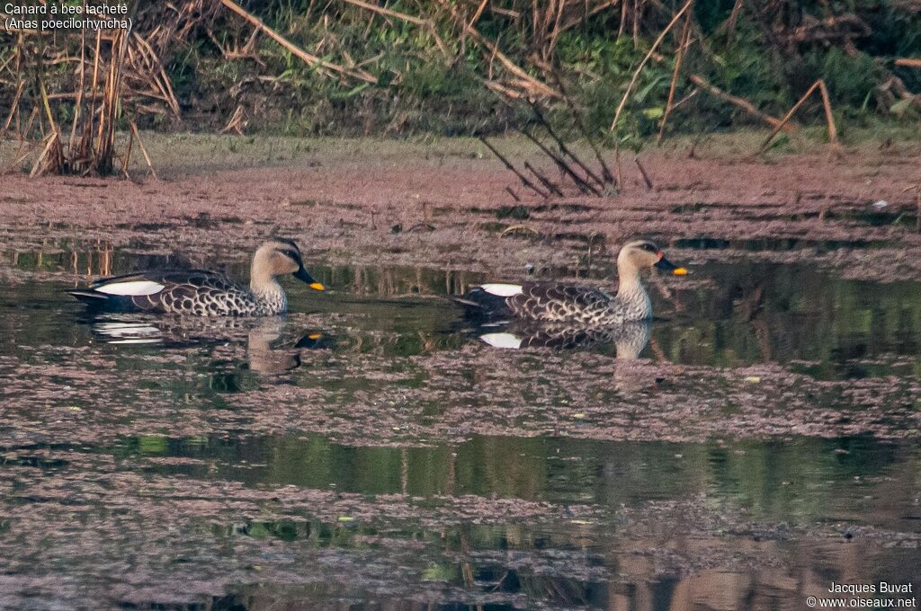 Canard à bec tachetéadulte nuptial, habitat, composition, pigmentation, nage