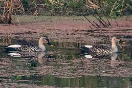 Indian Spot-billed Duck