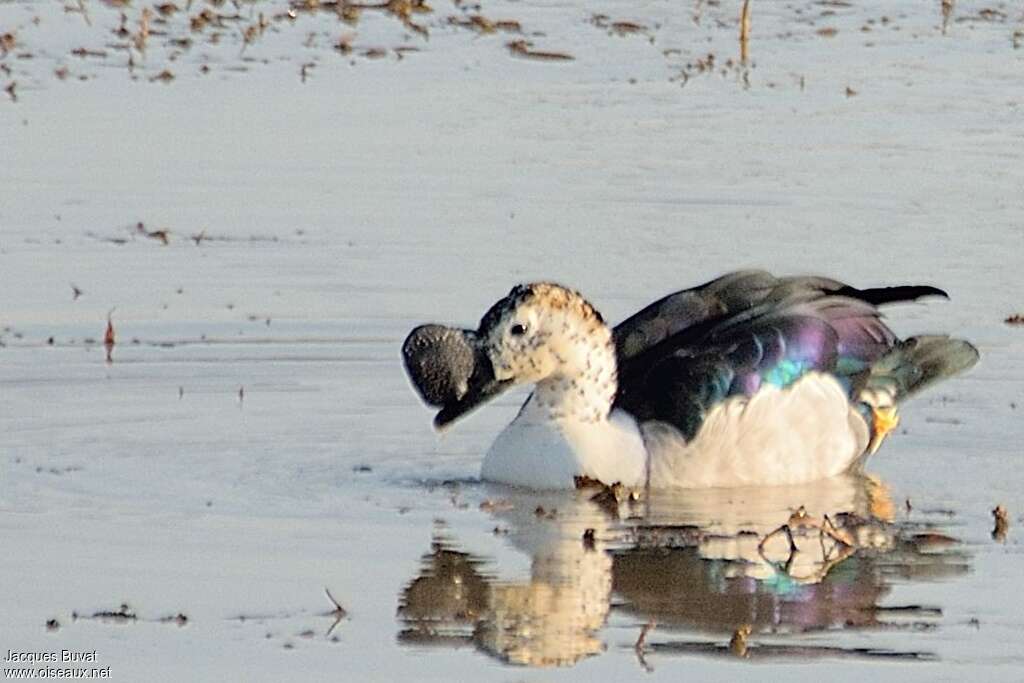 Canard à bosse mâle adulte nuptial, pigmentation