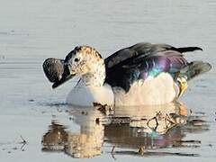 Knob-billed Duck