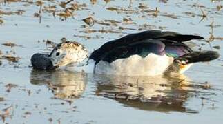 Canard à bosse