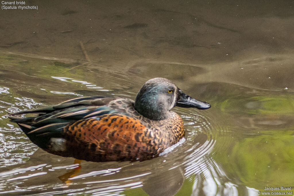 Australasian Shoveler male adult, identification, aspect, pigmentation, swimming