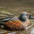 Canard bridé