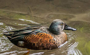 Australasian Shoveler