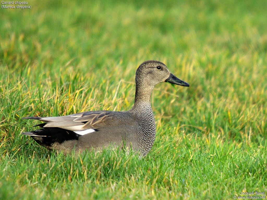 Gadwall male adult breeding, close-up portrait, aspect, pigmentation