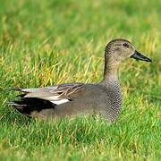 Gadwall