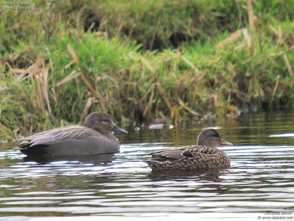 Canard chipeauadulte nuptial, composition, pigmentation, nage