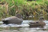 Canard chipeau