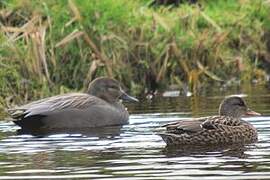 Gadwall