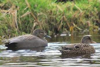 Canard chipeau