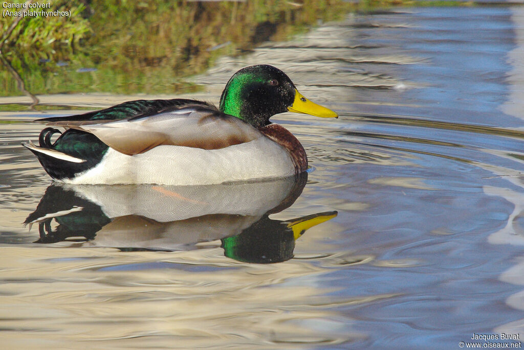 Canard colvert mâle adulte nuptial, identification, nage