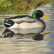 Canard colvert