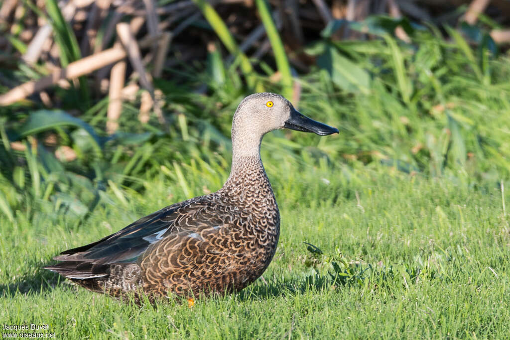 Cape Shoveler male adult, identification