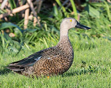 Cape Shoveler