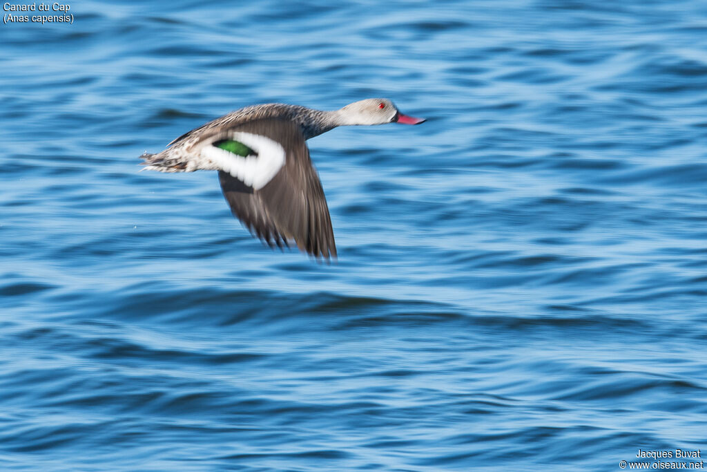 Canard du Capadulte