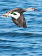 Canard du Cap