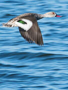 Cape Teal