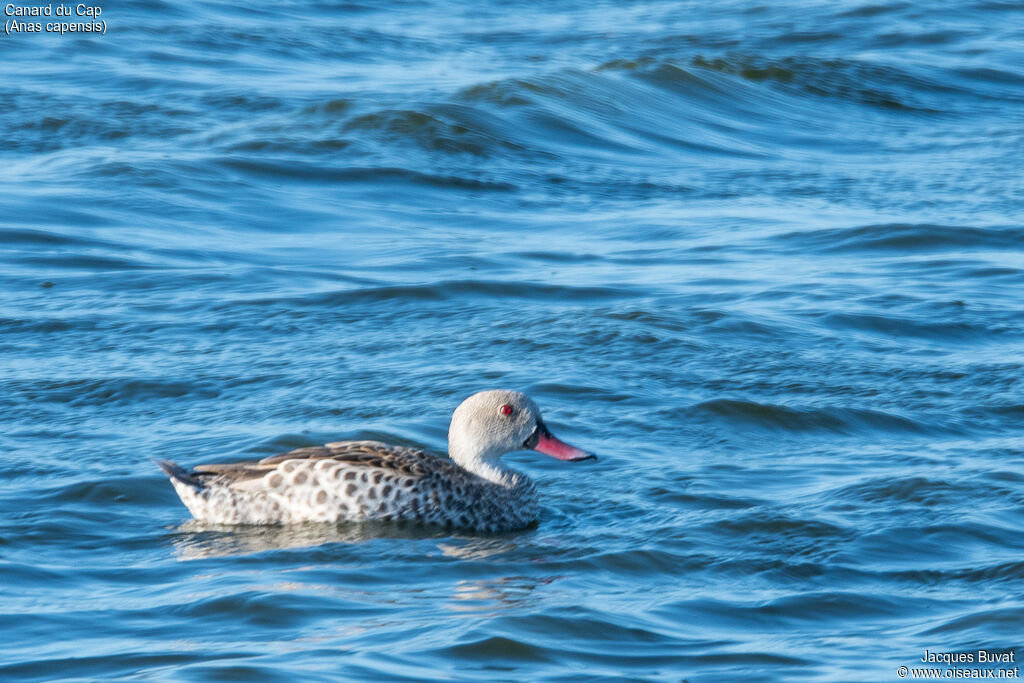 Canard du Capadulte