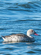 Cape Teal