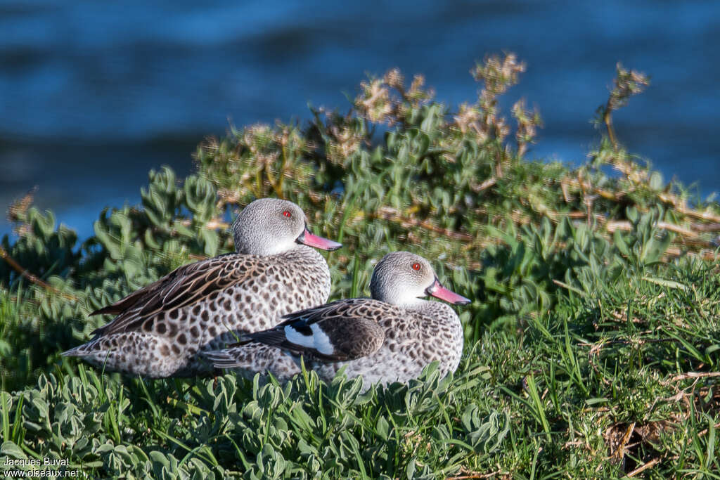 Cape Tealadult transition