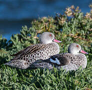 Cape Teal