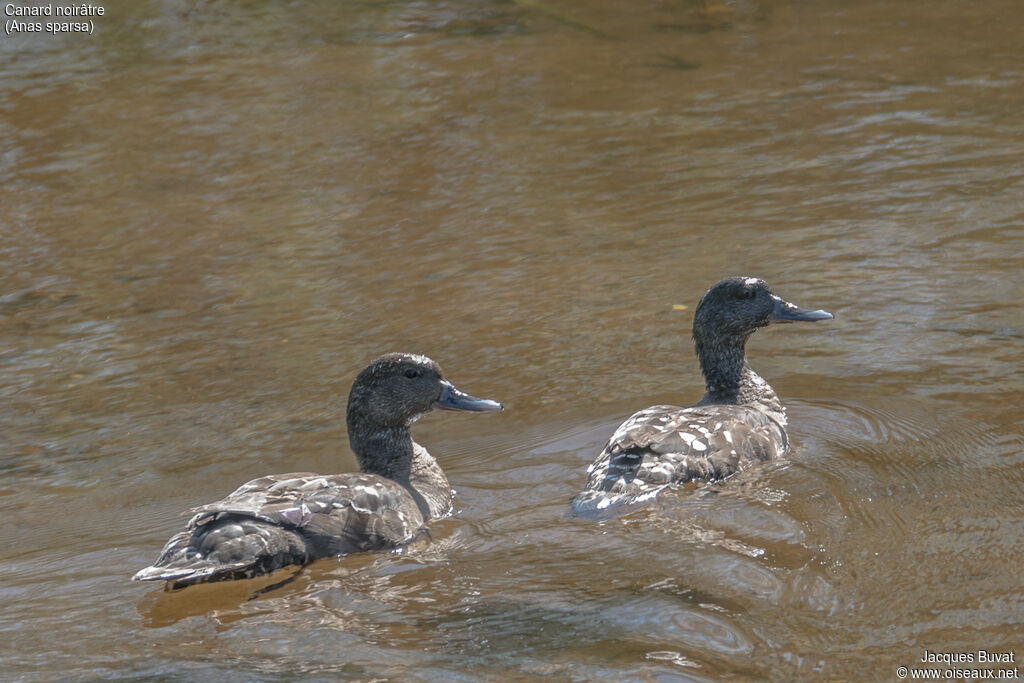 Canard noirâtreadulte