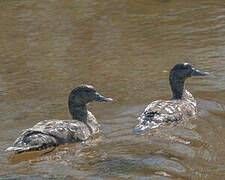 African Black Duck