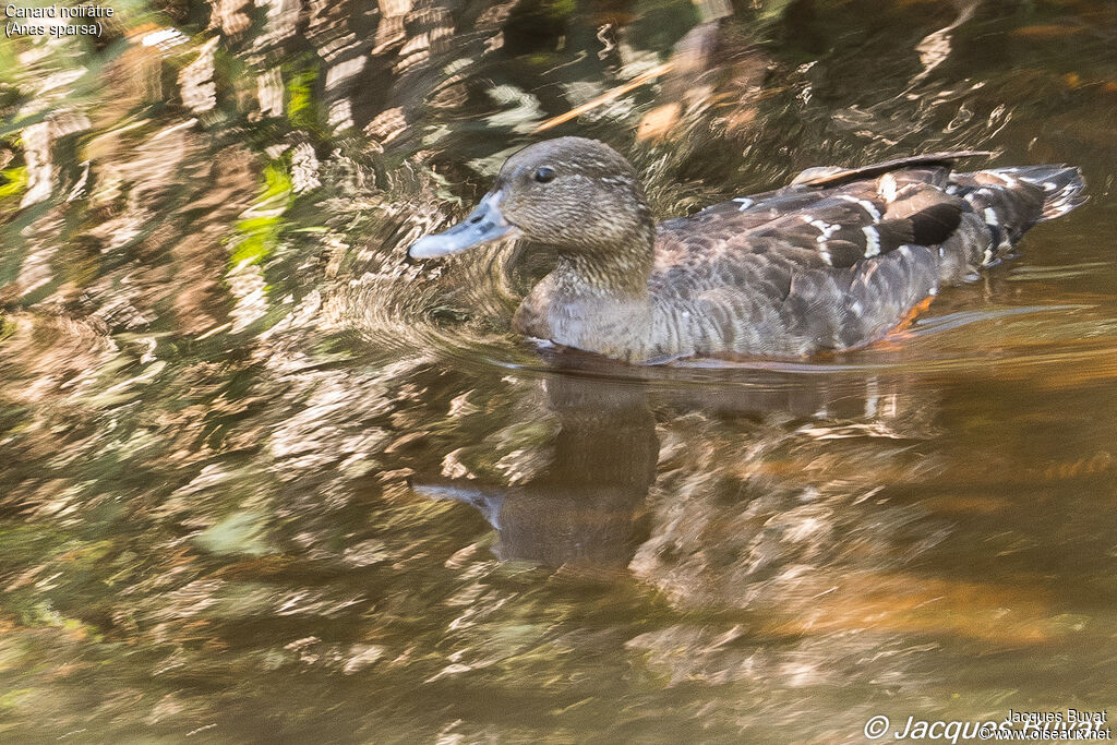 Canard noirâtreadulte