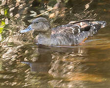 African Black Duck