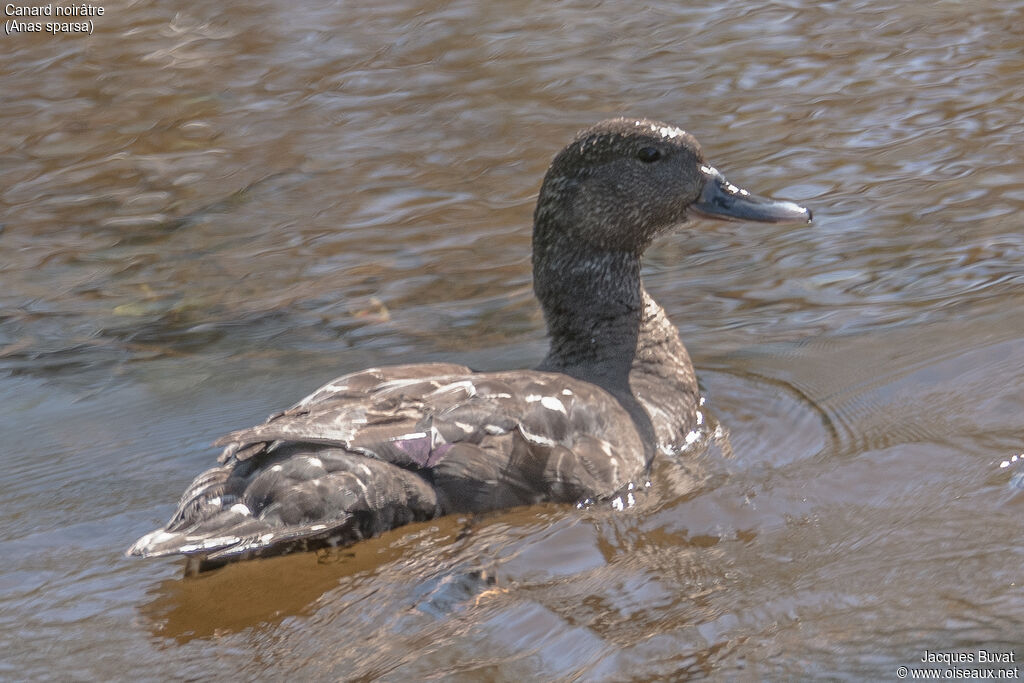 Canard noirâtreadulte