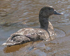 Canard noirâtre